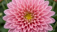 Älä heitä krysanteemeja pois kukinnan jälkeen: mitä tehdä, jotta ne kukkisivat useamman kuin yhden kauden