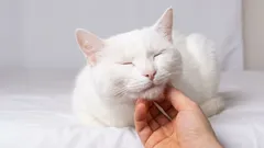 Kissa pitää näitä neljää ihmistyyppiä omina, muut ovat vain palvelijoita.