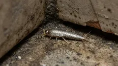 Hopeasiira kylpyhuoneessa? Näin tunnistat syyn ja saat tilanteen hallintaan