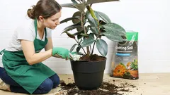 Kasvit, joiden maaperä on vaihdettava vuosittain. Älä missaa tätä tilaisuutta tänä keväänä!