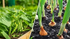 Miksi eristää pavut sipulista: virhe, jonka vuoksi molemmat kuihtuvat