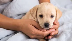 Mistä iästä lähtien pentua voi jättää yksin kotiin?